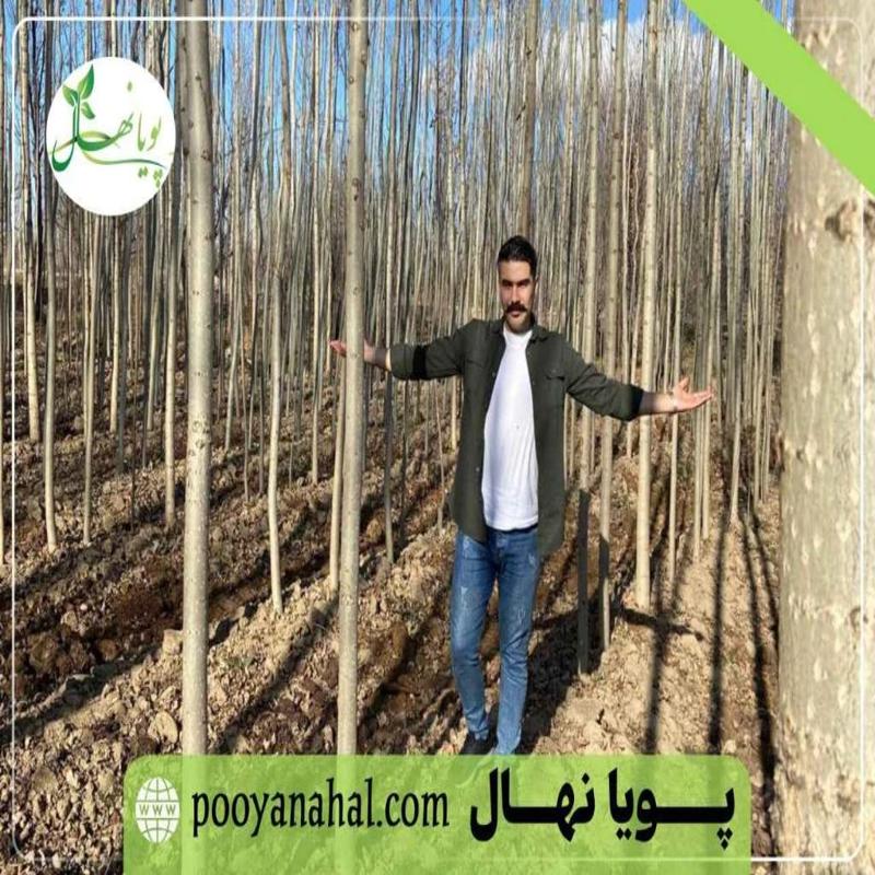 قیمت چوب صنوبر 5 ساله