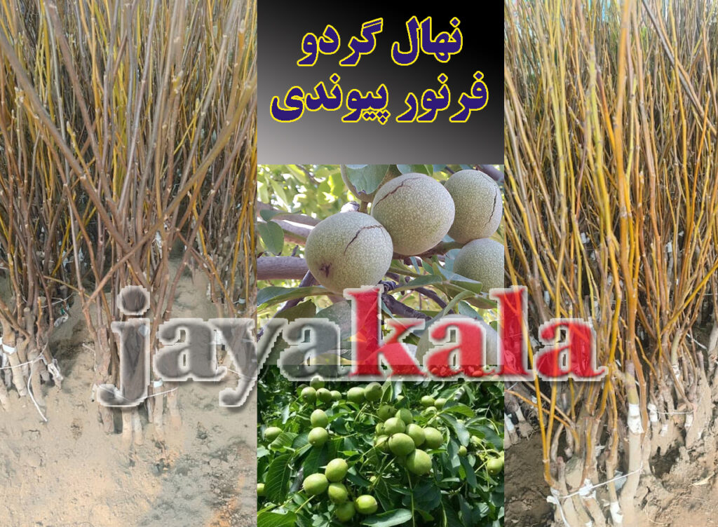 نهال گردو فرنور پیوندی