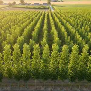 فاصله کاشت استاندارد نهال صنوبر