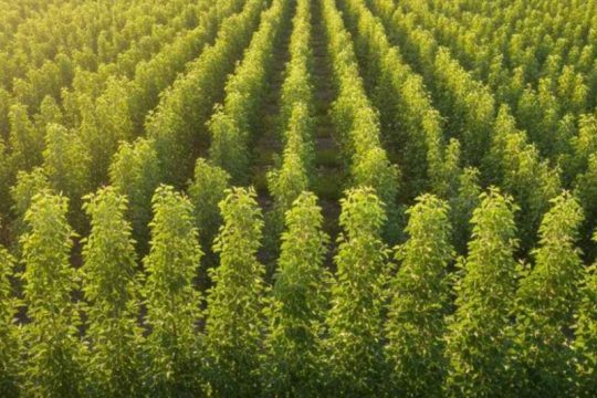 فاصله کاشت استاندارد نهال صنوبر