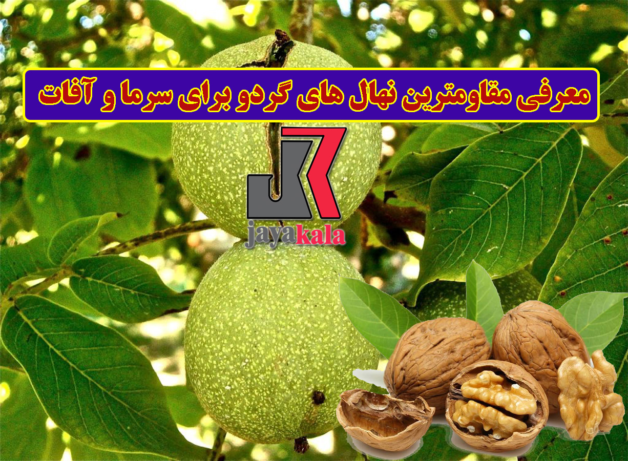 معرفی مقاومترین نهال های گردو برای سرما و آفات