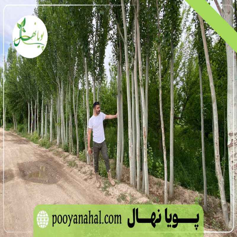 فاصله کاشت نهال صنوبر