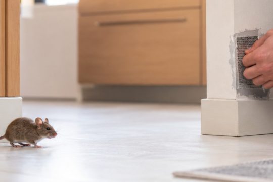 چگونه موش را بدون تله و سم از محیط دور کنیم؟
